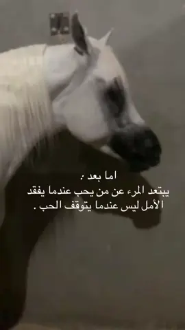 وأن ضاع عمري ف وجهك يضيع على الاقل ضاع في حاجه جميله 🥹🤍. #وسيم_الكنانية #الاحساء #arabianhorse #جمال_الخيل_العربي #اللواء_الاسود🏴‍☠️ #اللواء_الأسود_لتدريب_خيل_الجمال 