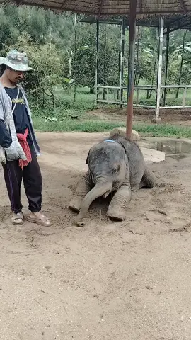 แมวเป้าอะไรจะตัวขนาดนี้😂😂😂 #ครบเครื่องเรื่องของช้าง #ช้างน้อยต้นหนาว #อย่าปิดการมองเห็น #มะอาเจียงstory #ช้าง 