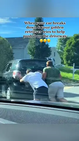 Funny animals 🤣🤣 #pet #cat #dog #cute #animals #foryou #typ