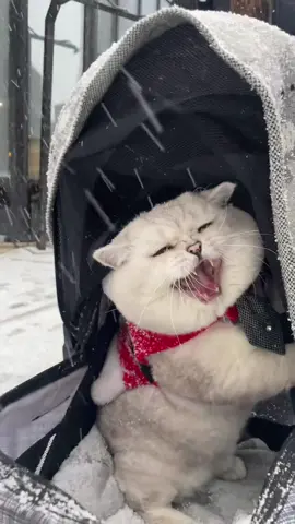 Cats first encounter with snow #pet #funnyvideo #funnymoments #usa🇺🇸 #catsoftiktok #catlover #cattok #funnycatsoftiktok #catshow #cat 