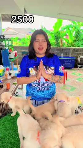 🐶 โกเด้นแท้ 2500 🐶 #โกเด้นรีทรีฟเวอร์ #โกเด้นหมาน่ารัก #เปิดการมองเห็น #สัตว์เลี้ยงtiktok #โกเด้น 