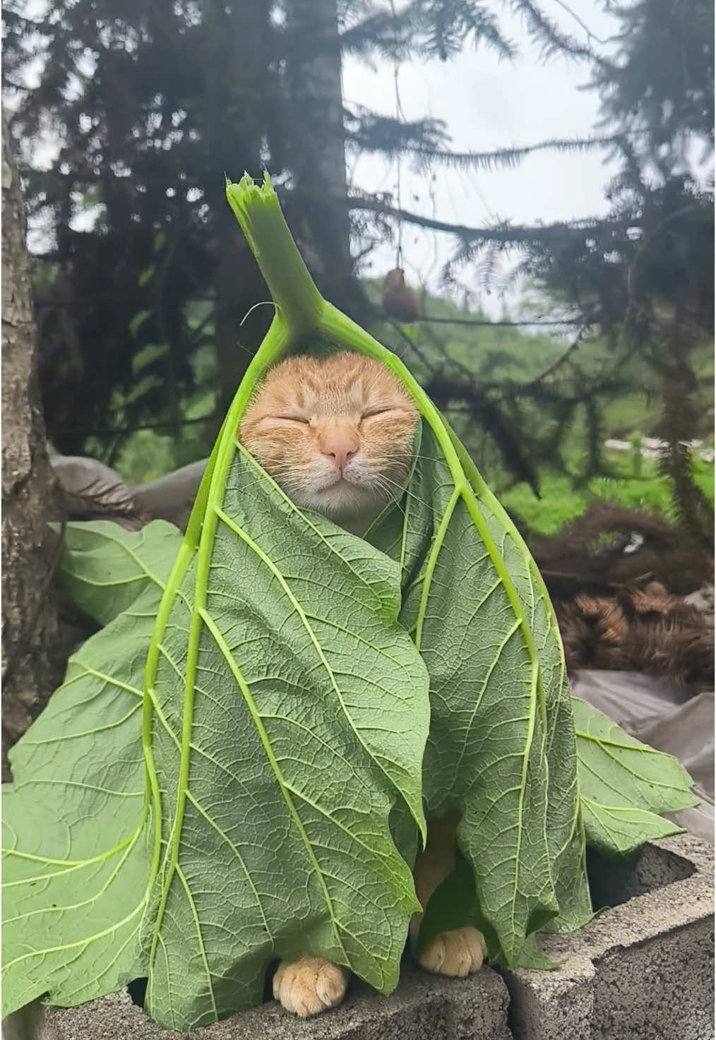 #fyp #funnyvideo #cat #catsoftiktok 
