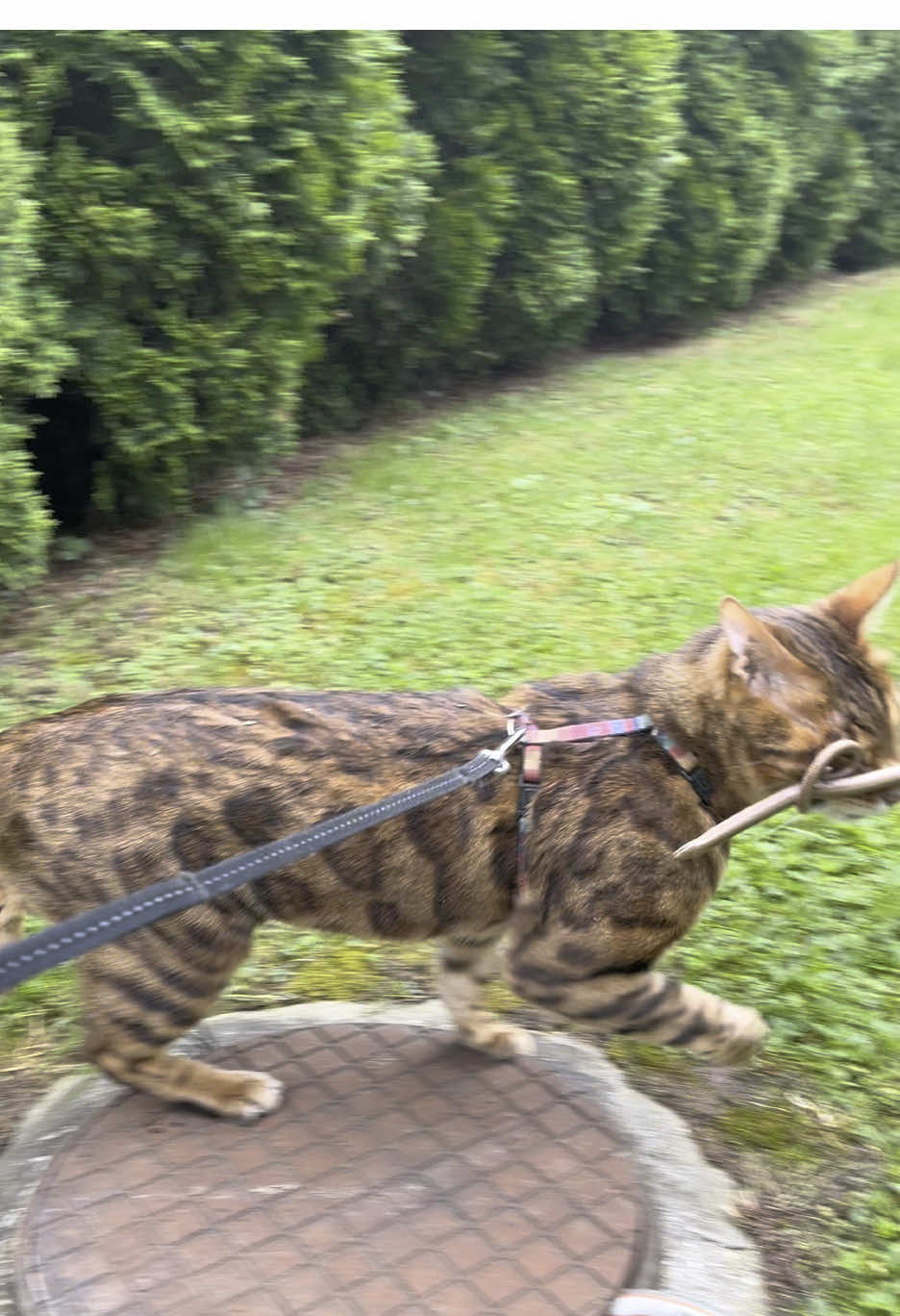 Snake fight! 🐍🐆#bengalcat #snakefight #snake #ikethebengal