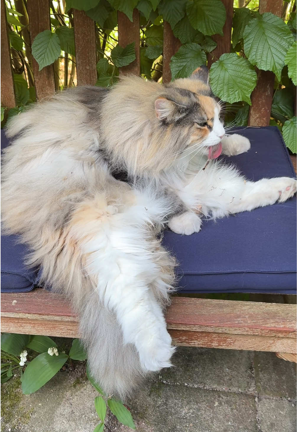 Iedere dag weer het halve bos uit haar vacht halen🍂#catsofttiktok #norwegianforestcat #fluffy #cats 