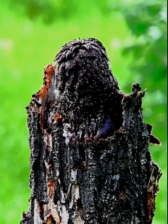animals camouflage  #viral #viralvideo #animals 
