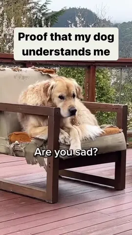 My dog understands English. #dog #dogsoftiktok #dogtok #pet #doglife #funny #funnyvideos #dogfunnyvideo #PetsOfTikTok #fyp #usa