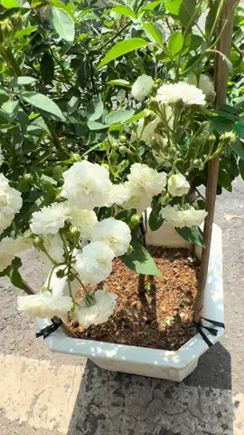 Hồng Cổ Bạch Trà siêu thơm và chùm chùm đáng yêu 🥰😘🤍 #hoahongngoaitphcm  #joliegarden  #hongcobachtra  #hoahongcobachtra  #treerose #viral #xuhuong 