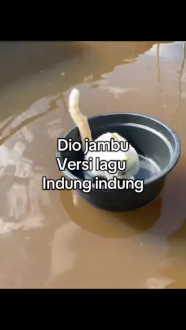 Dio jambu🚭😭🤣 #fypシ゚ #fy #diojambu #4u #kucing #jawa #fouryou #berandafyp #foryou 