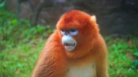 Madagascar edit #country #edit #capcut_edit #countryedit #madagascaredit 