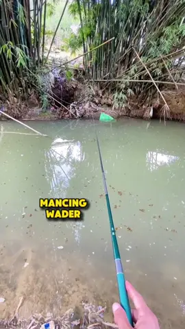 Mancing ikan wader #mancing #mancingmania #mancingikan 