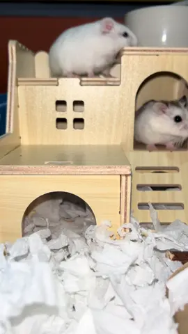 Hamster house check 🥰🥰#hamsters🐹 #hamstersoftiktok #hamsterhouse #hamsterhouse🐹 #hamsterhousetour 