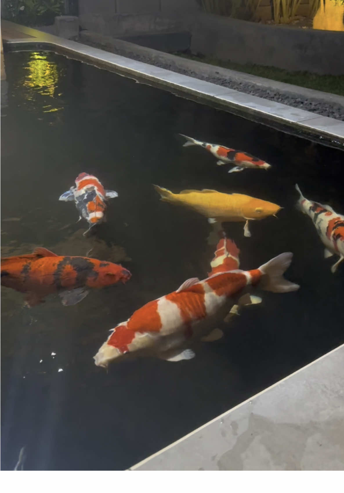 Semoga bisa tambah gemoy 🥰 #kolamkoi #kolamkoiestetik #kolamikan #kolamkoiminimalis #koilovers #koisampang #koibangkalan #koipamekasan #koisumenep #fypシ゚ #koimania #inspirasitamanrumah #inspirasikolamkoi #tamanbelakangrumah 