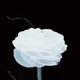 Life has been feeling quite weird.|iB/credits/rm:@Xuvsp |#xuvsp #flowers #flowersedit #life #talents #✨ #fypシ゚virall 