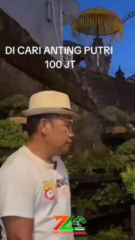 DICARI ANTING PUTRI  #themax30  #bonsaithemax  #youtubezukazukabalibonsai  #tokozukazuka #Biojozz #sukajayatransport #tourroadtothemax30cm