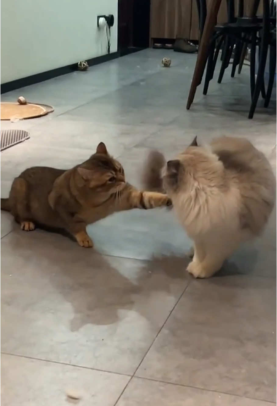 kung fu cat#funny #foryou #cat #animals #funnytiktok #foryou #cute cat #kung fu cat#funnyvideos #funny animal 