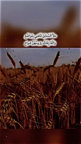 ملاً السَّنابِل تَنْحَنِي بِتَواضُع وَالْفَارِغَاتُ رؤوسُهُنَّ شواح#عباراتكم #تصميم_فيديوهات🎶🎤🎬 #laugh #شاشه_سوداء 
