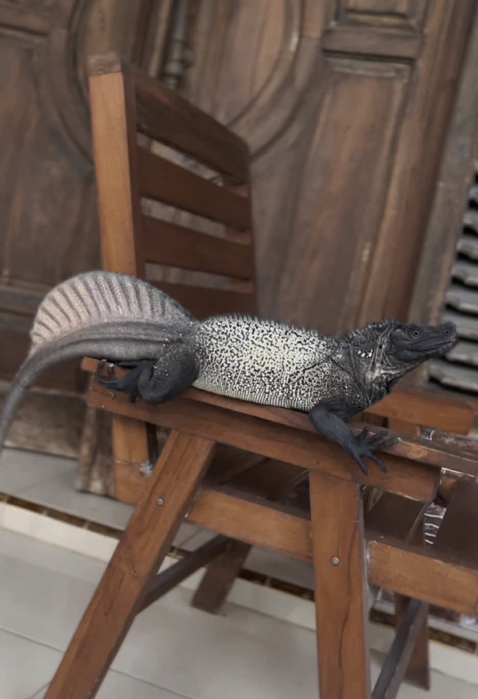 Godzilla dunia nyata     Soa layar/Sailfin Dragon (Hydrosaurus celebensis) #reptilesoftiktok #reptile #reptilekeeper #reptilesofinstagram #soalayar #hydrosauruscelebensis #hydrosauruspustulatus #hydrosaurusamboinensis #hydrosaurusmicrolophus #sailfindragon #godzilla 