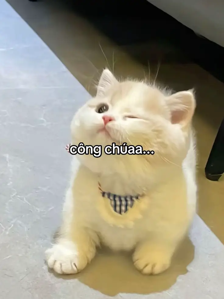 #xhhh #xuhuongtiktok #ddnxuhuong #tinhyeu #Love #dth #cte #dthw #nhoem #meo 