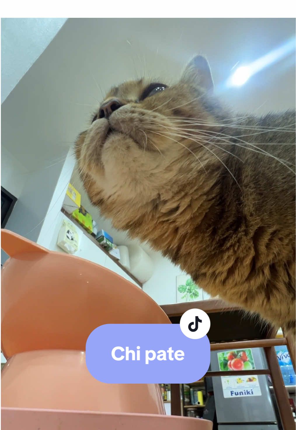 giờ ăng đến gồi #meocheese