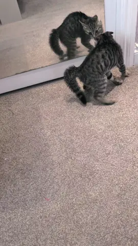 At last, the enemy is revealed… the source of his nightmares has been found #KittenVsKitten #mirrormatch  #BushyTailMystery #tinywarrior #kittensoftiktok #kitten 