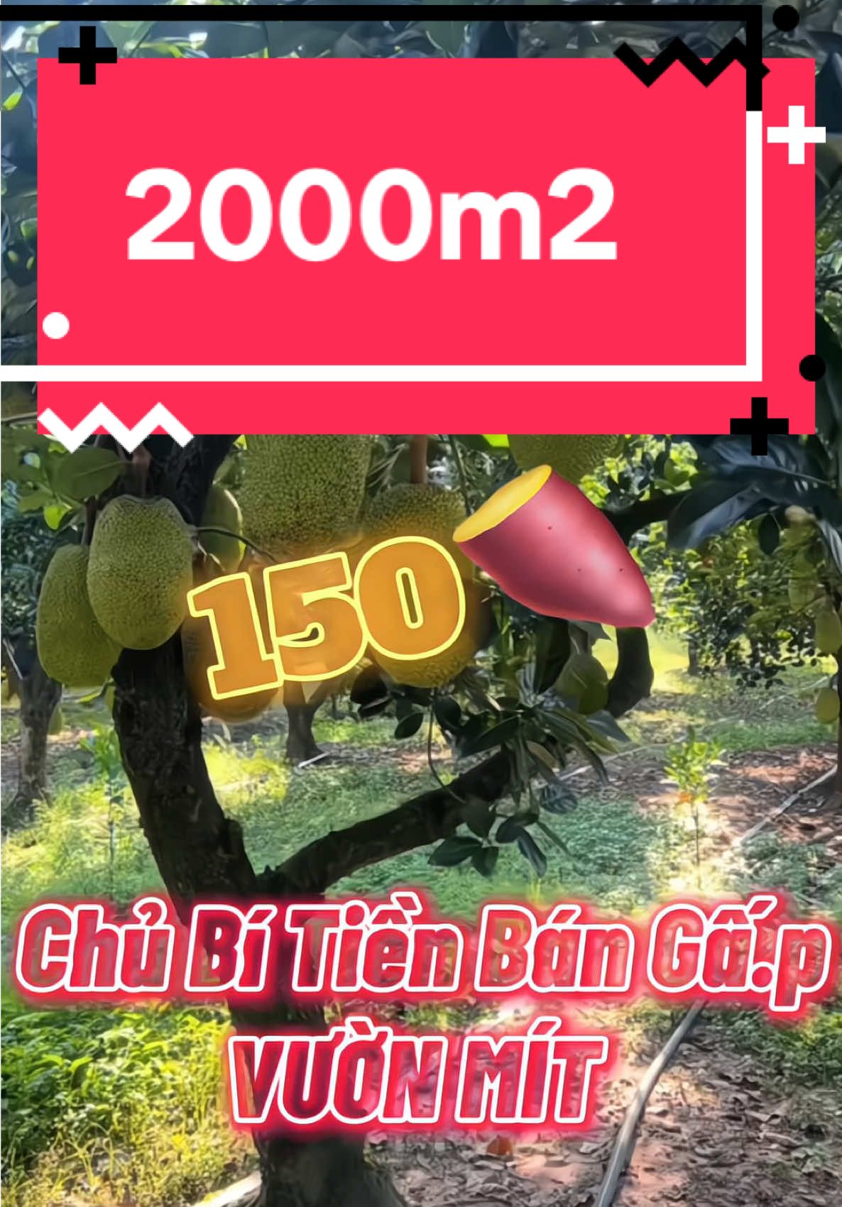 Chỉ 150🍠 có ngay vườn mít 2000m2 đang chuẩn bị thu hoạch , liên hệ em chốt ngay đi . #zalo_em_ở_tiểu_sử #bds #bdsbinhphuoc #datsaogiare #datnen #datthocu #bdsbinhduong #bdsvungven #bdsdongtien #bdsdanang #bdshanoi #datvuon #datdautu #Datdongxoai #datlongan #vuonsaurieng #datvuonnghiduong #bdslongan #bdsgiangop