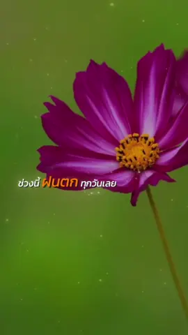 #CapCut #ฝนตก #สตอรี่ความรู้สึก #เทรนด์วันนี้tiktok 