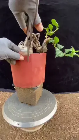 Bonsai On The Rock #fyp 