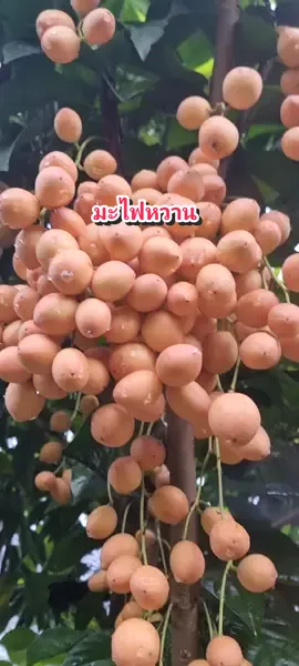 ลองทำซุ้มมะไฟเอาไว้ชมสวยๆ ครับ #มะไฟหวาน #สวนขวัญพรรณไม้ #ผลไม้พื้นบ้าน #ผลไม้แสนอร่อย 