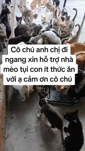 mong cô chú hỗ trợ mấy bé ít thức ăn với ạ #xuhuong #cuutrochomeo #hotro #cat #thucung🔔 #viral 
