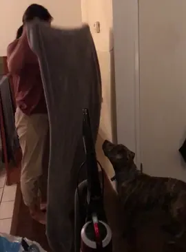 Disappearing in front of the dogs#dogsoftiktok#dog#funnydog#fyp#doglover