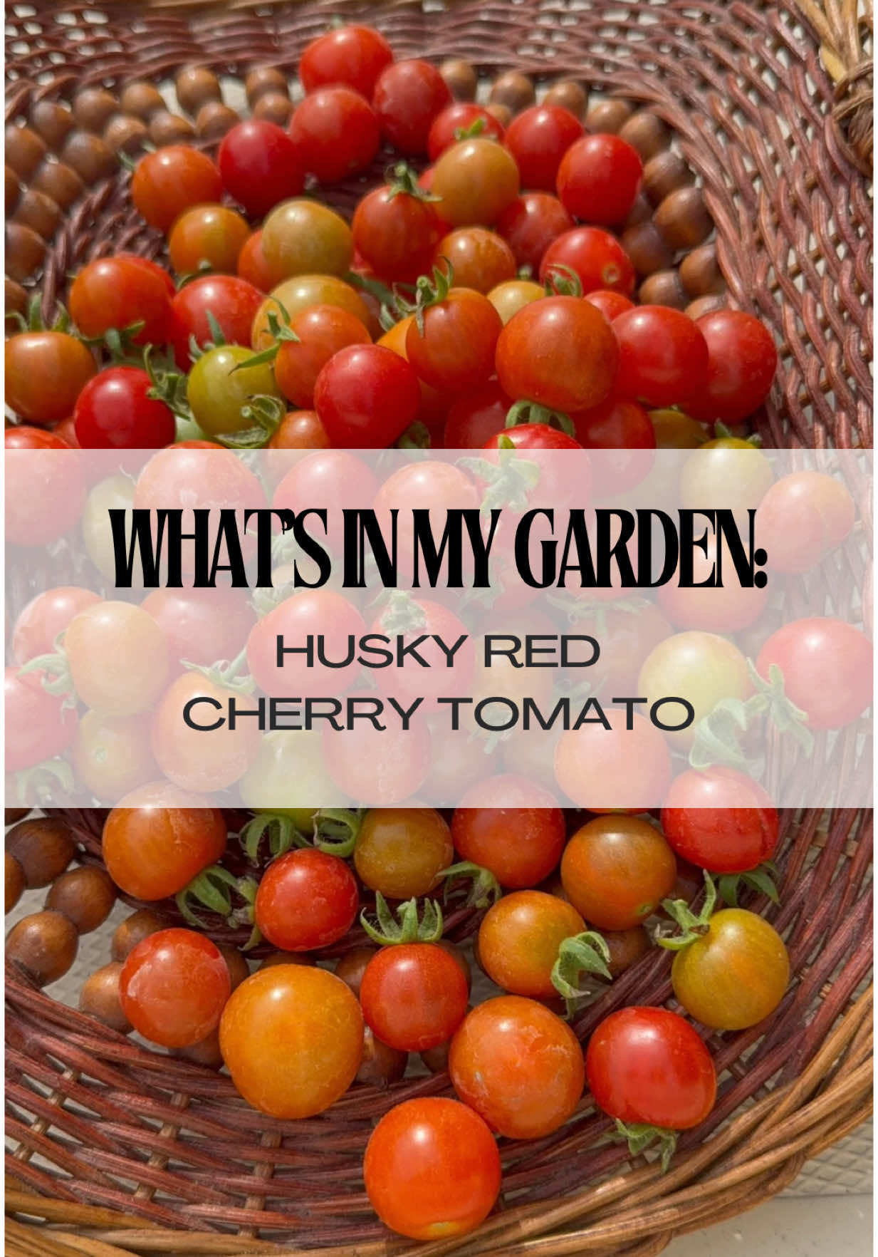 Part Three: Husky Red Cherry Tomato! Have you tried this dwarf hybrid? I think they’re sweeter than your traditional cherry tomato. Let me know what dwarf varieties you have growing! #floridagardening #tomatoes #zone10 #gardenharvest #gardeningtips 