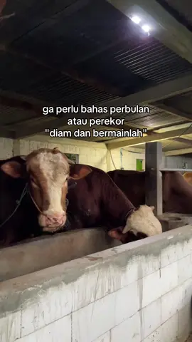 sutt meneng anteng #peternakmuda #sapiqurban #peternakan 
