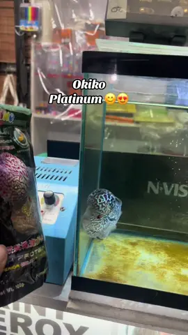 #okikoplatinum #flowerhorn #highlight #everyone 