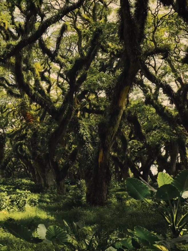 Benarkah hutan adalah portal paling murni menuju kedamaian batin ??? #dedjawatan #djawatan #djawatanbenculuk #banyuwangi #jawatimur #nature #hutan #forest #pesonaindonesia #travel 