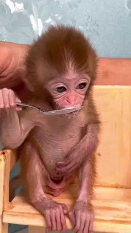 Baby monkey Yumy  take a bath after going to the toilet#cutemonkey #monkey #monkeys #monkeylove #babymonkey #mobkey #babyanimal #funny #baby #tiktok #funnymonkey❤️❤️❤️❤️❤️