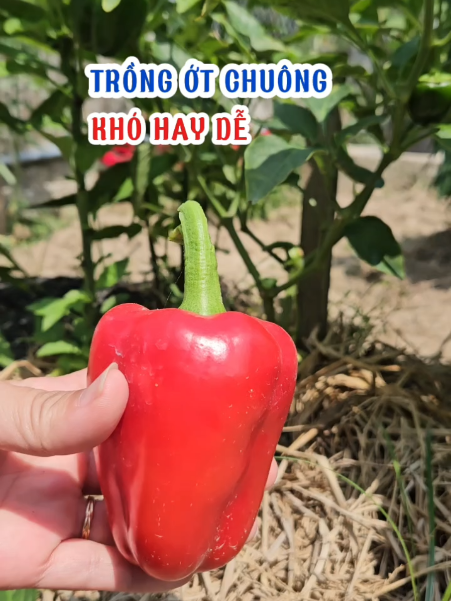 Trồng ớt chuông không dễ. #trongot #cayot #trongrau #loanlamvuon #otchuong 