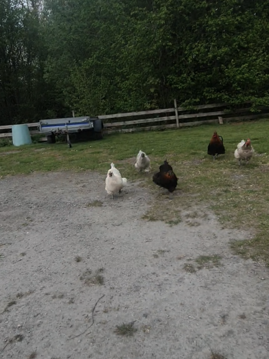 help .ok#run #foruyou #ok #chicken #squidgame #spy 