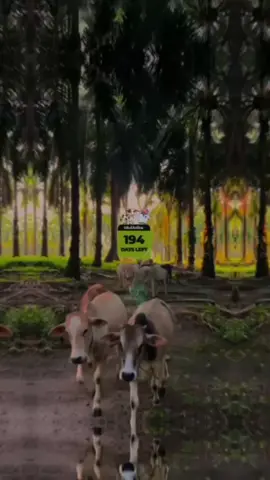 19 hari lagi menuju idul Adha 2025 buat besok 🙏🏻😇#iduladha2025🕌☪️ #iduladha2025 #foryou #19harilagi #bismillah #islam #islamic_video 