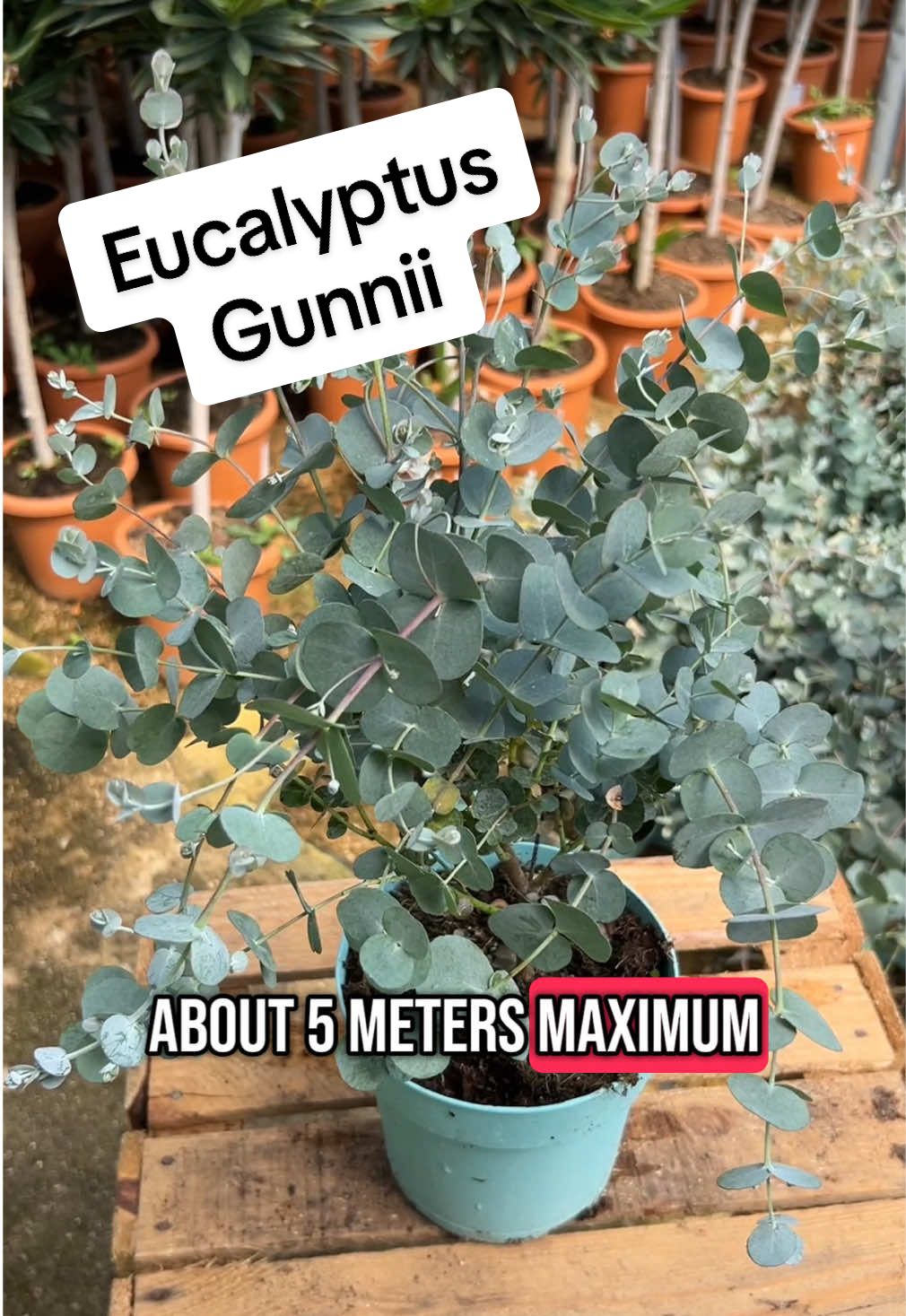 Check out this lovely Eucalyptus Gunnii in a 15cm pot! #planting #grow #growing #gardentok #gardening101 #nature #spring #Summer #britishsummer #tiktokmademebuyit #yougarden #homegarden #garden #newbuild #firsttimegardener #tips #eucalyptus #gunnii 