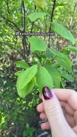 #химбио#ботаника#черви#медикипоймут #егэбиология#огэбиология 