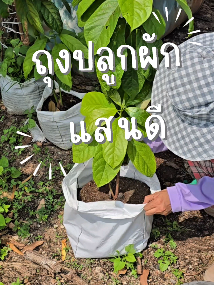 ใช้ถุงปลูกผักทำให้การทำสวนง่ายขึ้นเยอะ #ถุงปลูก #ถุงปลูกแสนดี #ถุงปลูกผัก #เกษตรอินทรีย์ 