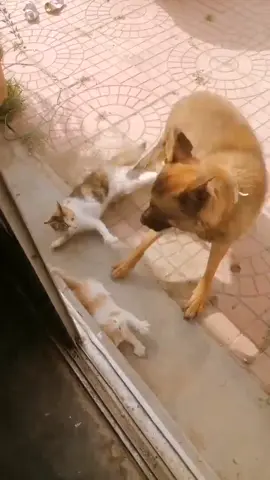 The mother cat bravely fought against the dog to protect the kitten.#fun #cute #animals 
