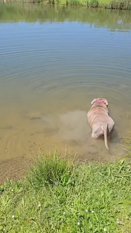 Te amo mi chico ♥️ #dog #fyp #parat #dogs #americanbully #parati #contenido #amor 