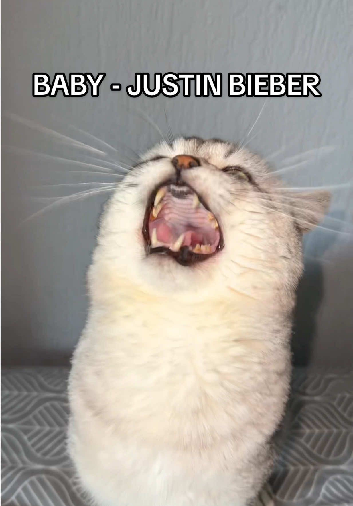 BABY FT. BARKING CAT🤣 #JustinBieber #BarkingCat #DeksyTheCat