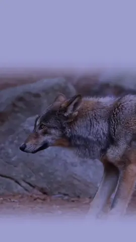 #creatorsearchinsights #tiktok #wolf007 #viral 