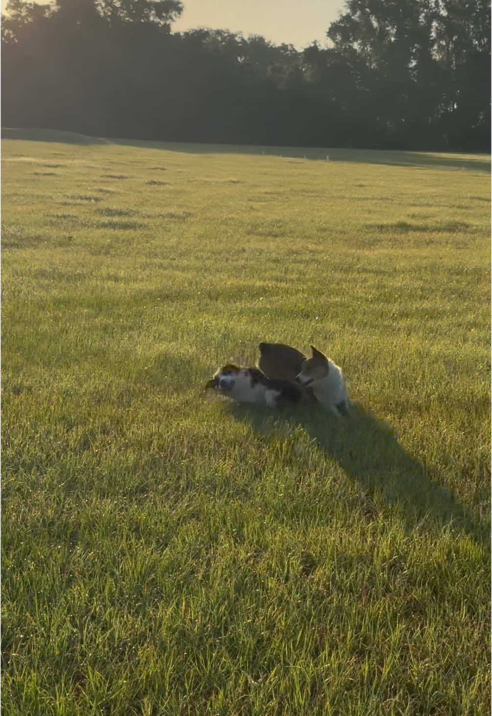 A couple of farm corgis doing morning zoomies 🐶 #farmdog #barndog #pembrokewelshcorgi #corgisoftiktok #zoomies 