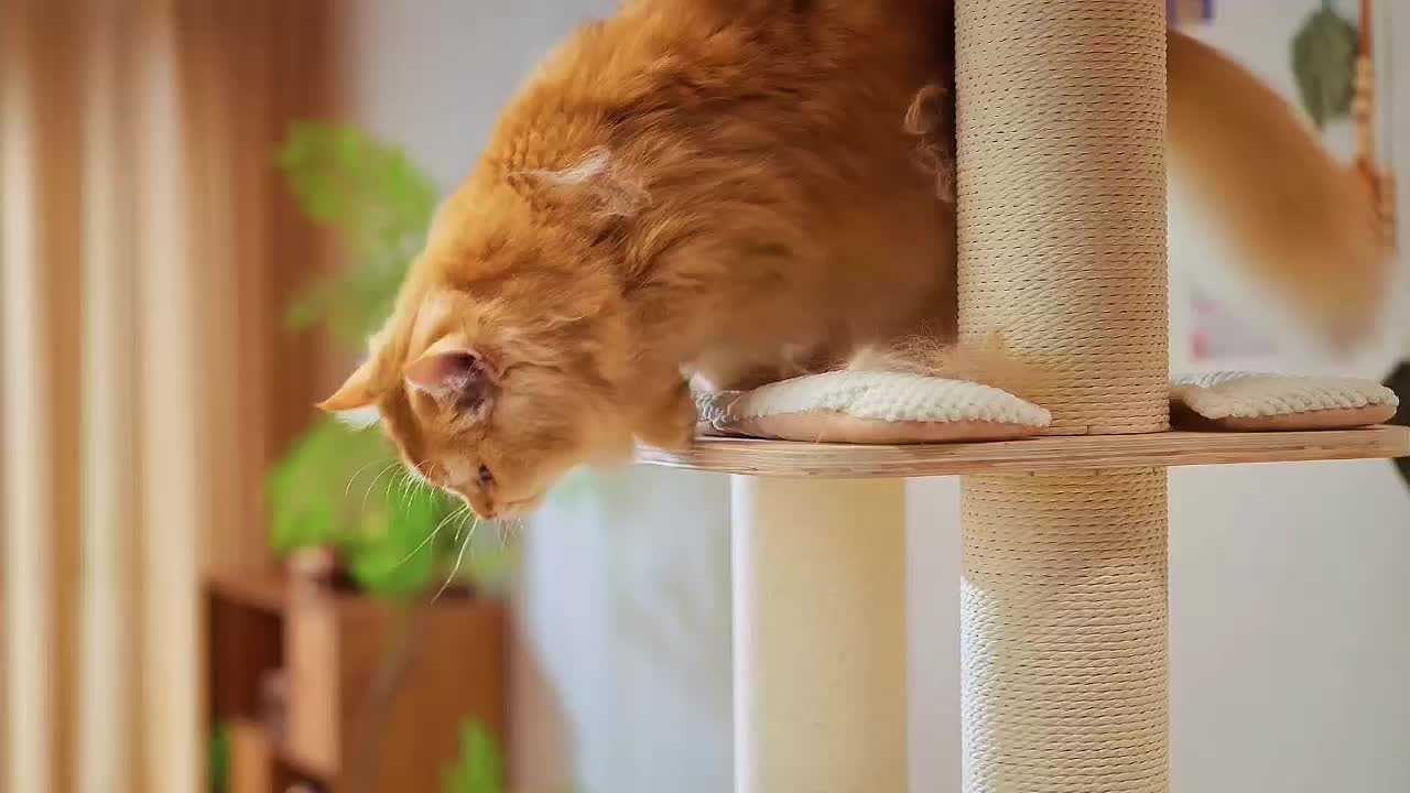 ACE2ACE Pet Hair Remover Roller, Reusable Animal Hair Removal Brush for Dogs and Cats, Easy to Clean Fixed Areas Pet Fur from Carpet, Furniture, Rugs, Stairs, bedding and Sofa#ACE2ACE#Hair Remover Roller#Removal Brush