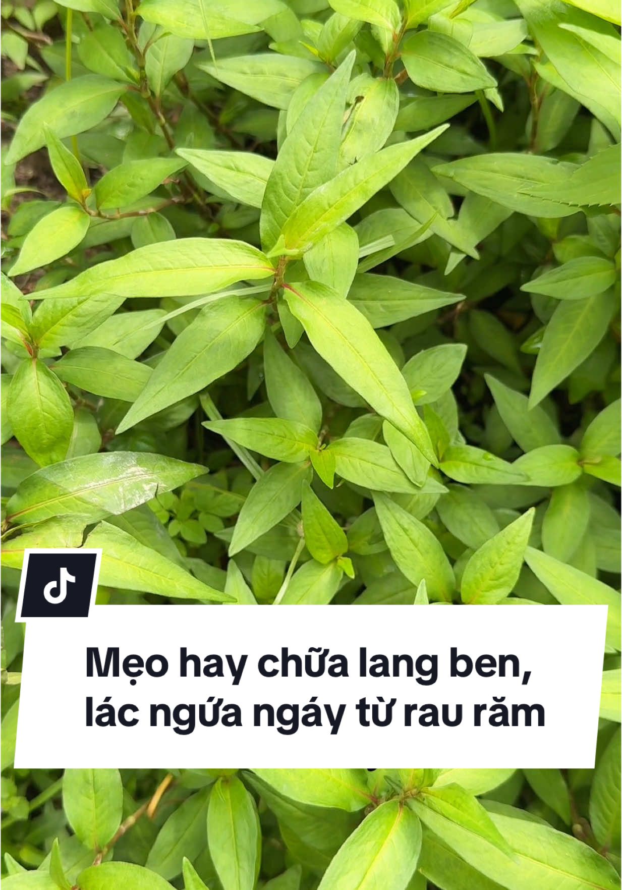 Mẹo dân gian hay từ cây rau răm chữa lang ben, lác, gây ngứa ngáy khó chịu dễ làm tại nhà #bautoi #baut #tiembaut #langben #lac #baithuocdangian #cayrauram 