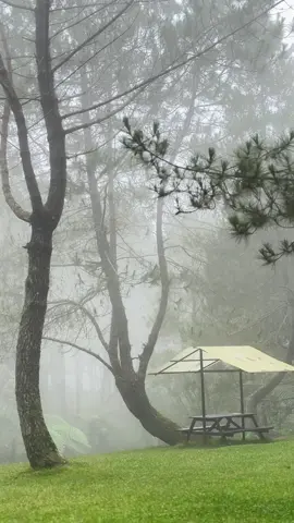 Recharge your Energy⚡️ #lembangbandung  #junglemilklembang  #lembang #Camping #glamping  #cikolelembang  #junglemilk 