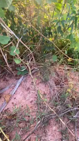 #ฟีดเถอะขอร้อง🥺🙏 #ใจฟู ❤️#บรรยากาศชิวๆ 